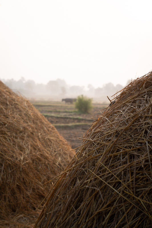 Haystacks in the morning sun 