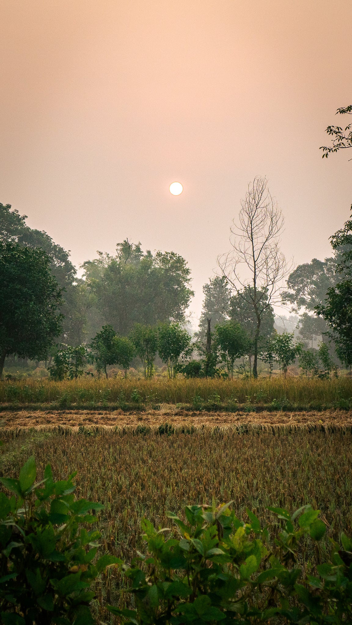 Sunset over the fields 